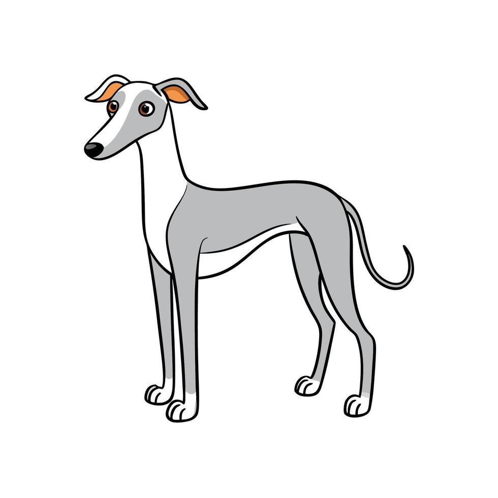 Cartoon illustration of a grey and white Italian Greyhound vector