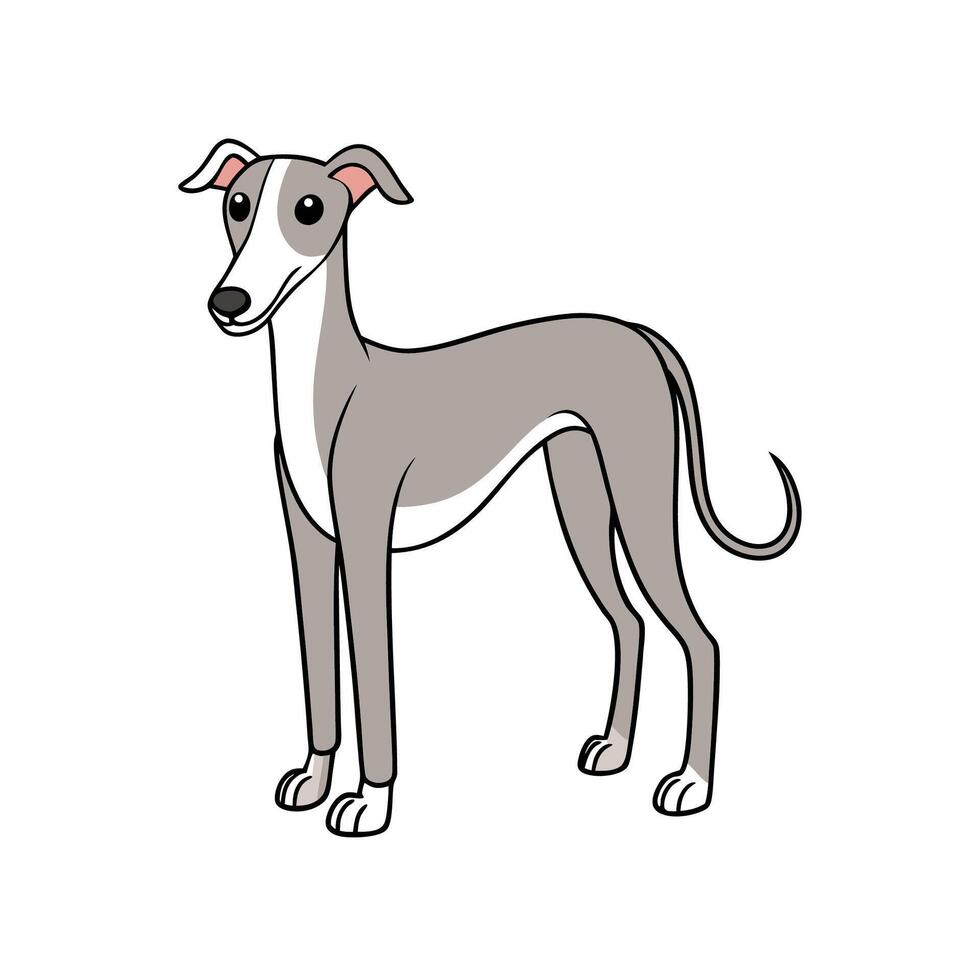 Cartoon style greyhound dog standing and looking to side vector