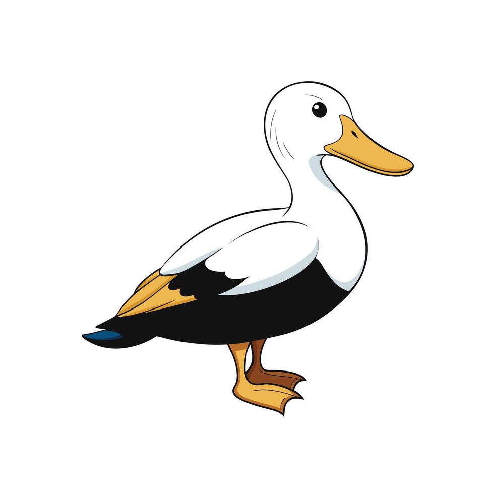 Cartoon Illustration of a Standing Common Eider Duck vector