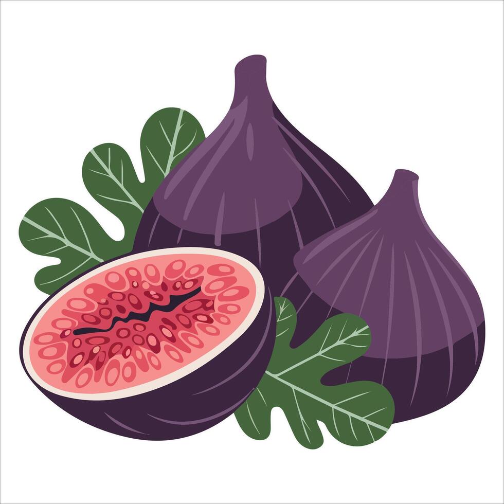 Whole fresh fig fruit isolated illustration on white background vector