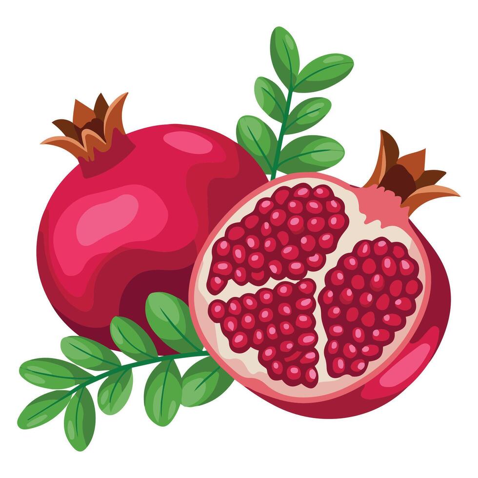 Fresh pomegranate fruit with scientific botanical details isolated illustration on white background vector