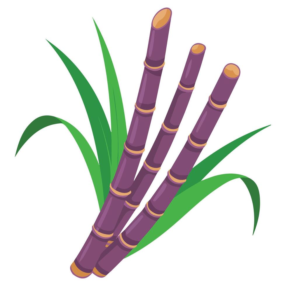 sugarcane plant agriculture isolated illustration on white background vector