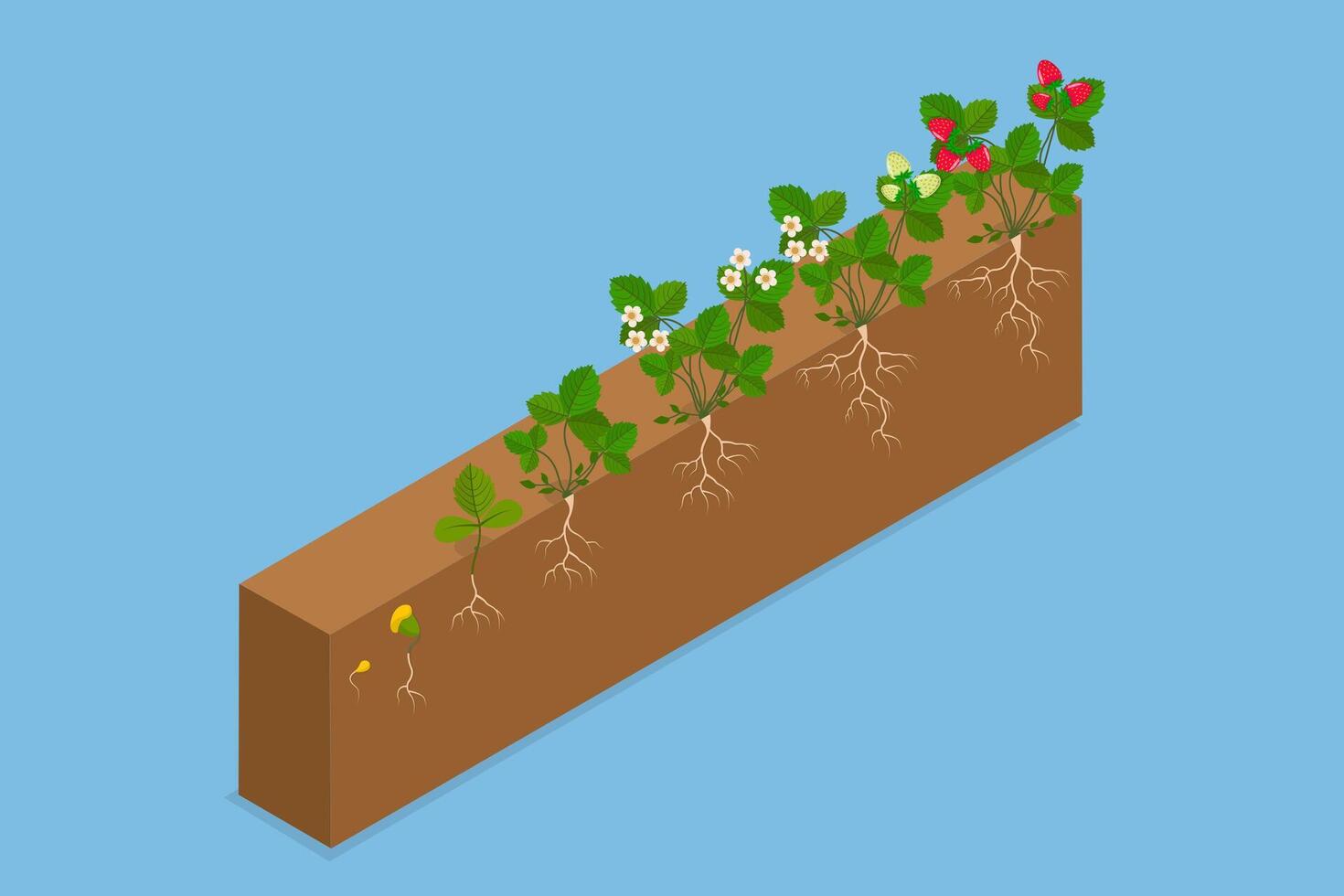 3D Isometric Flat Illustration of Plant Development, Growth Stages of Strawberry vector