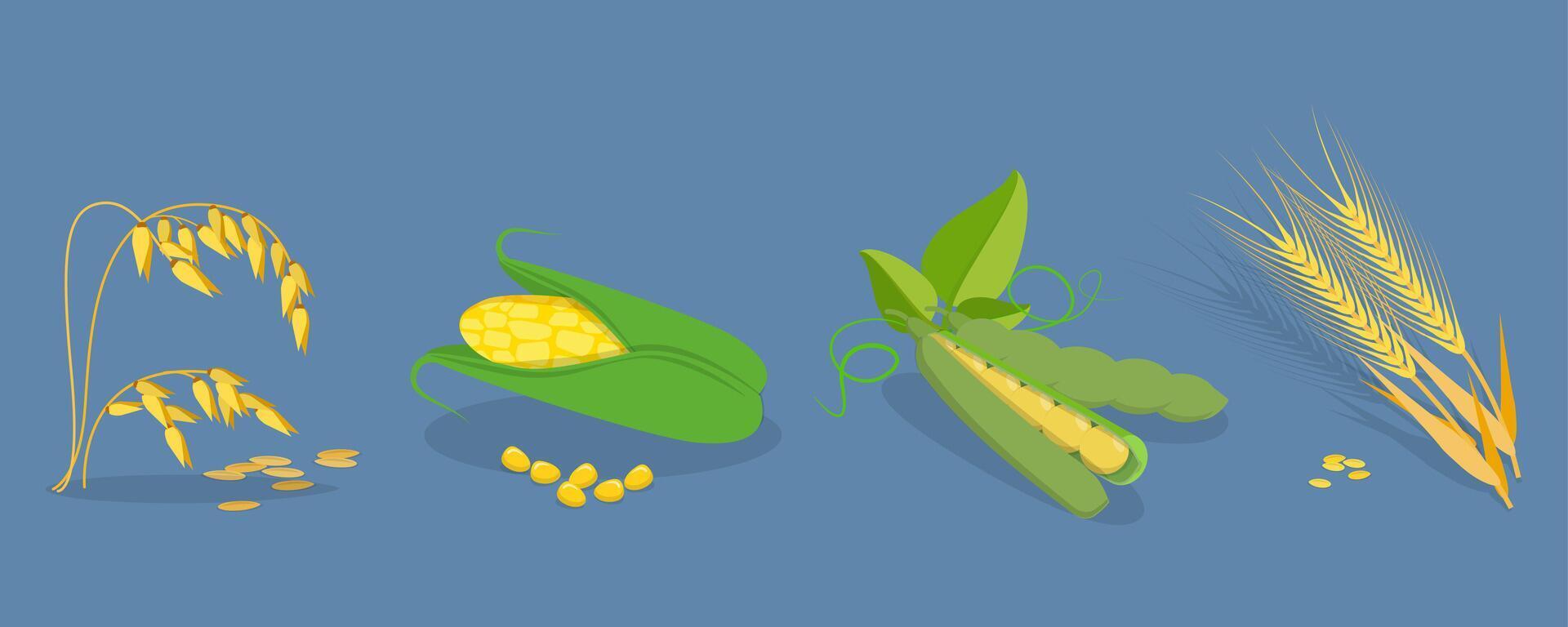 3D Isometric Flat Set of Cereals , Grain Plants vector