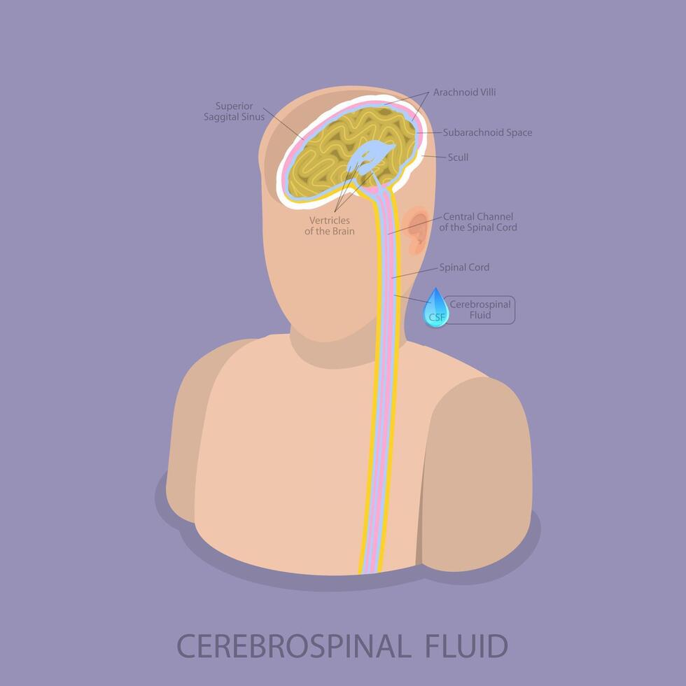 3D Isometric Flat Illustration of Cerebrospinal Fluid, Medical Science Learning vector