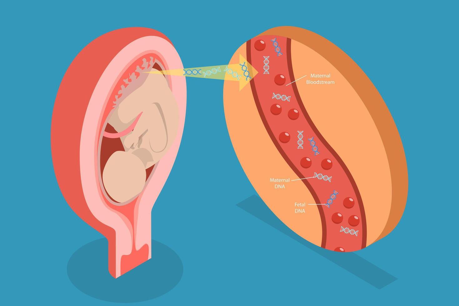 3D Isometric Flat Illustration of Noninvasive Parental Testing, Concept of NIPT vector