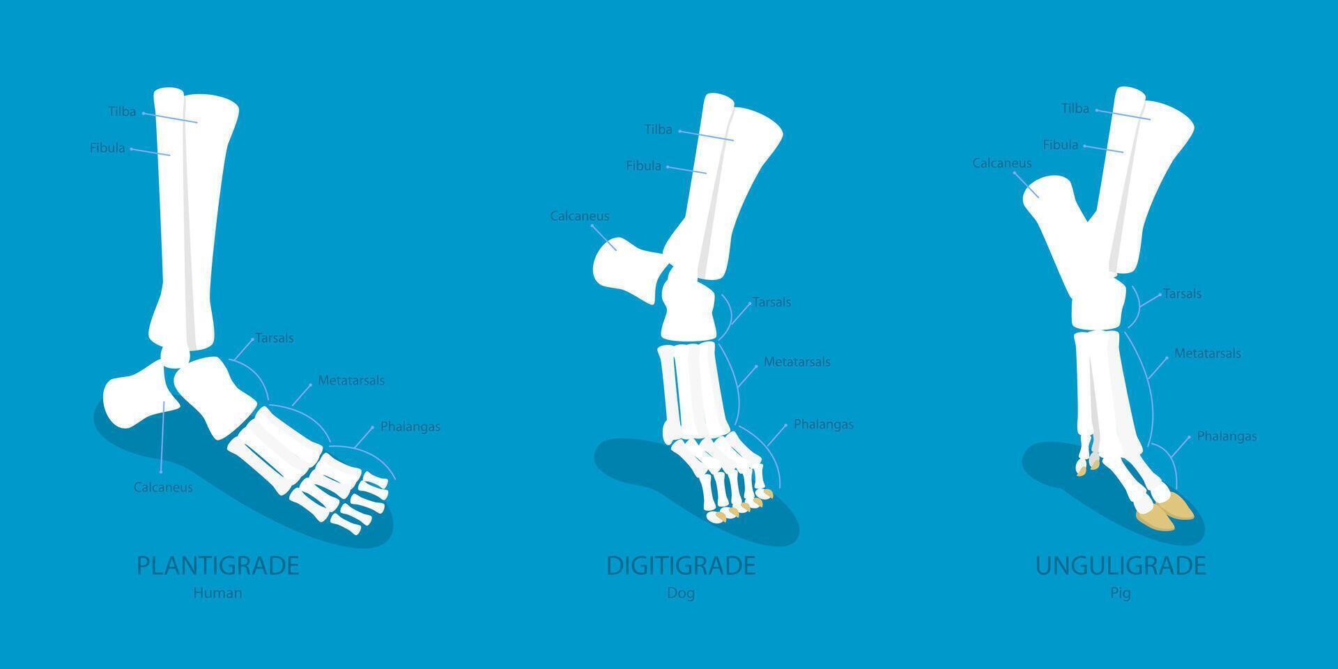 3D Isometric Flat Illustration of Comparison of Plantigrade, Digitigrade and Unguligrade, Walking Methods of Human and Animals vector