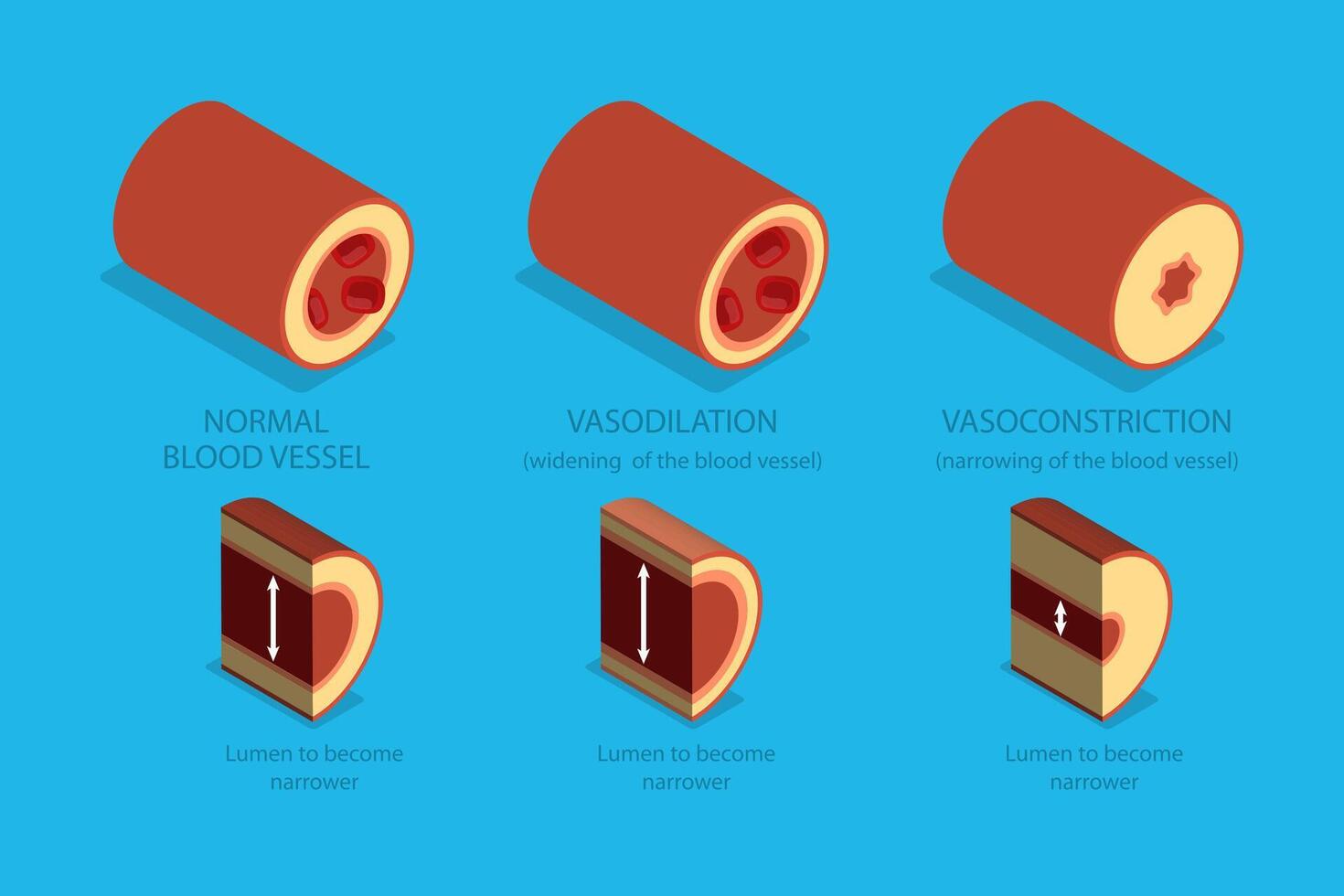 3D Isometric Flat Illustration of Vasoconstriction And Vasodilation, Artery Constriction and Dilation on Blood Flow. vector