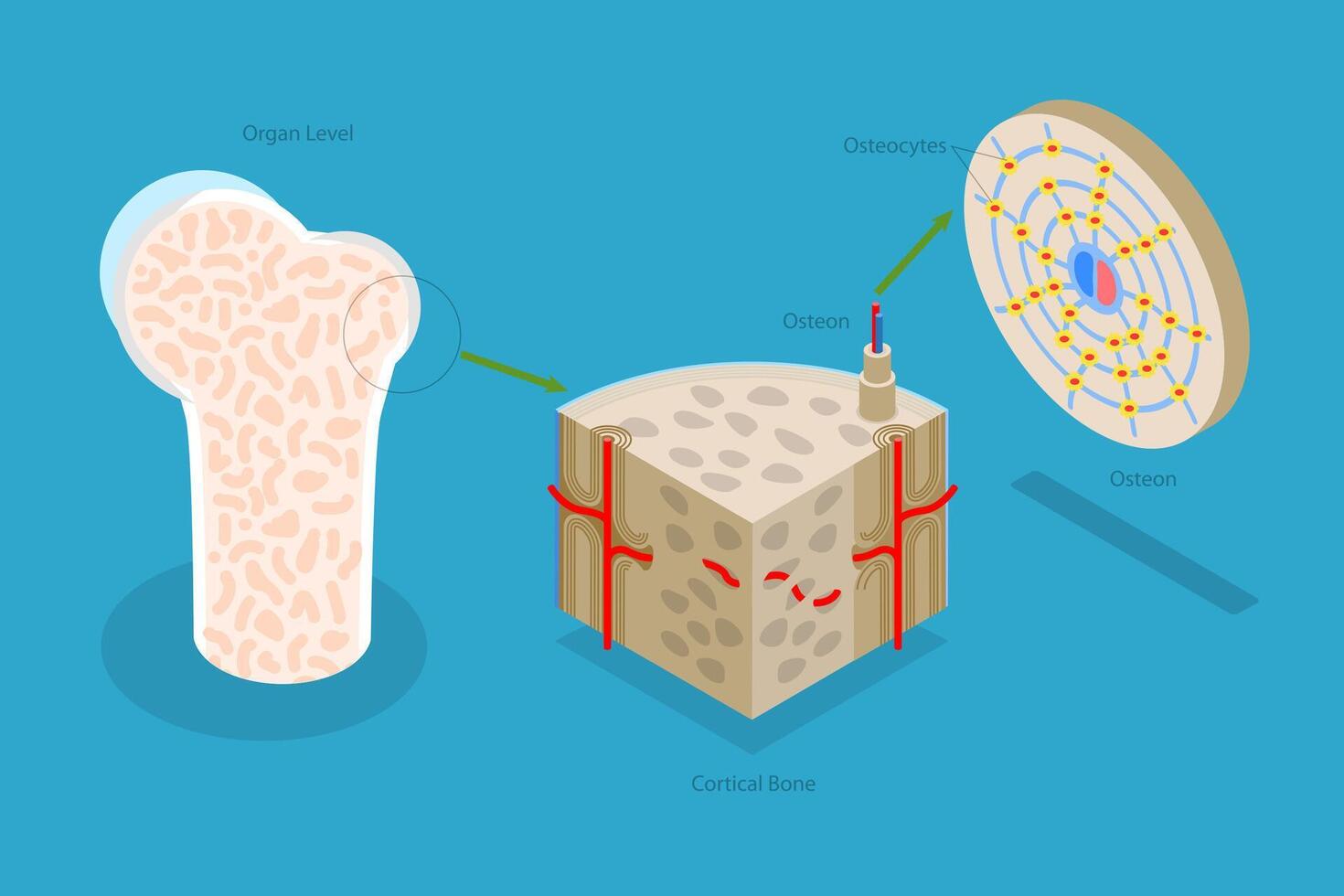 3D Isometric Flat Illustration of Osteon, Diagram of Haversian System with Compact Bone Structure vector