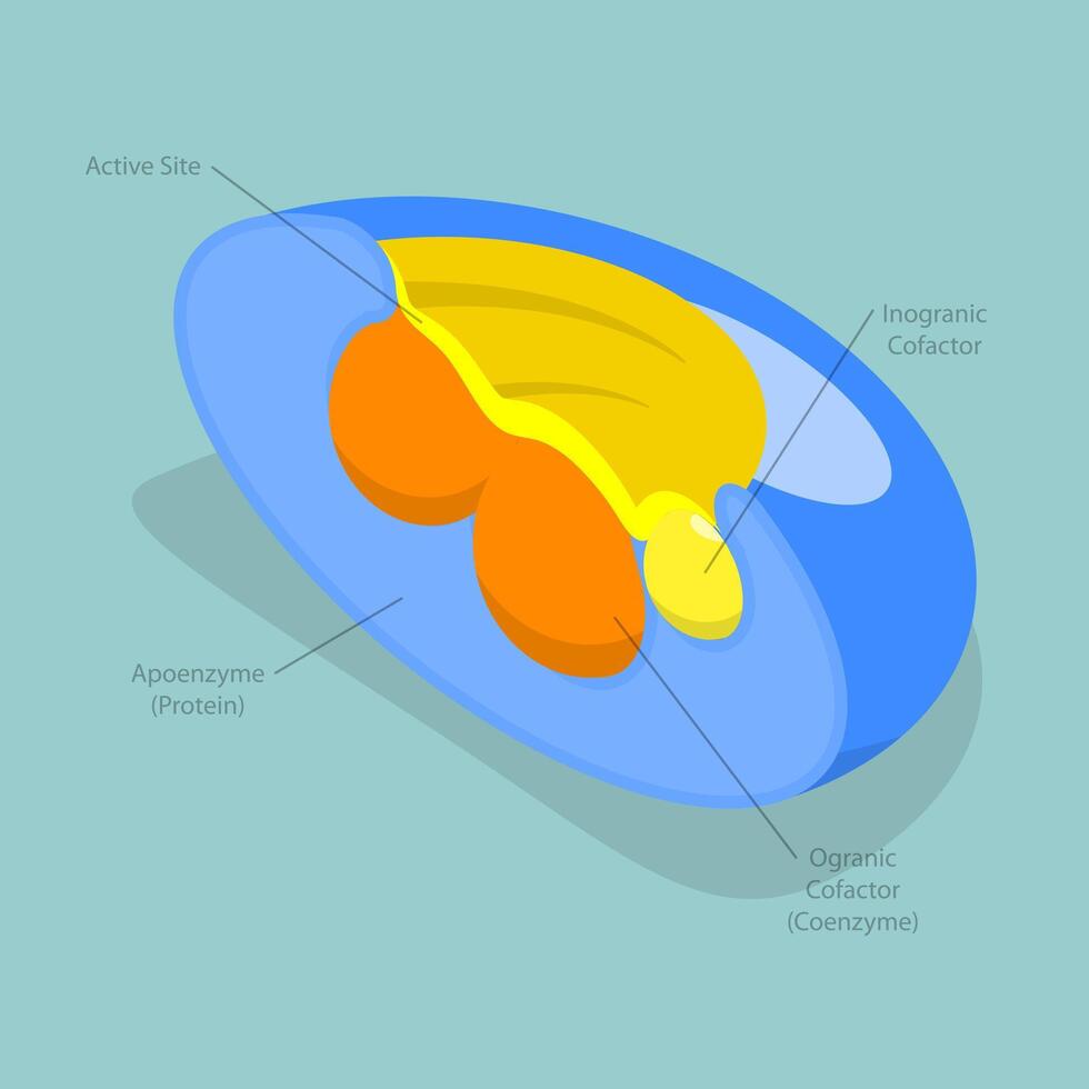 3D Isometric Flat Illustration of Holoenzyme, Inactive Small Molecular Compound in Cofactor Structure vector