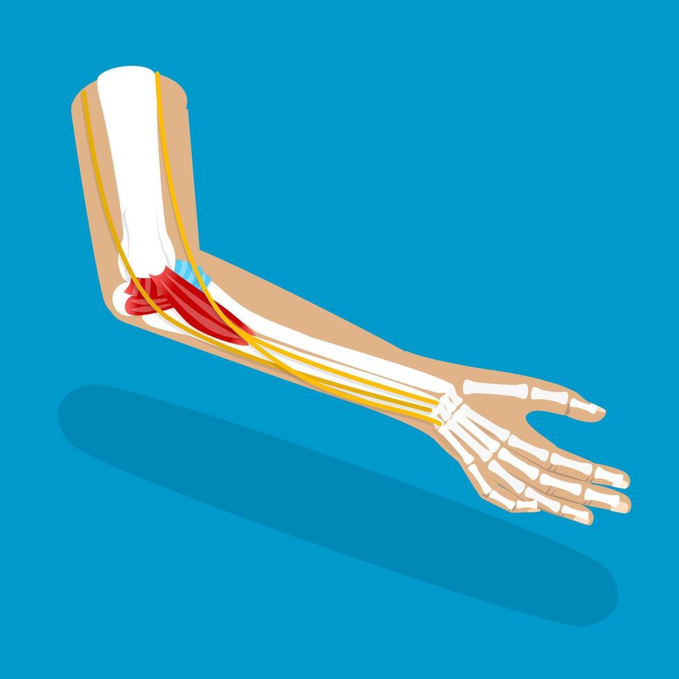 3D Isometric Flat Illustration of Ulnar Collateral Ligament, UCL Structure vector