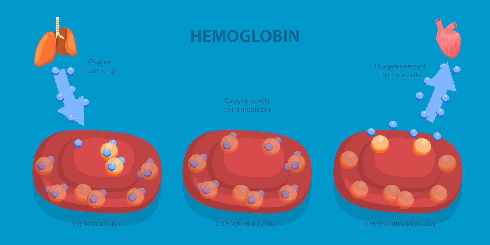 3D Isometric Flat Illustration of Hemoglobin, Its Role as Oxygen Transporter in the Body vector