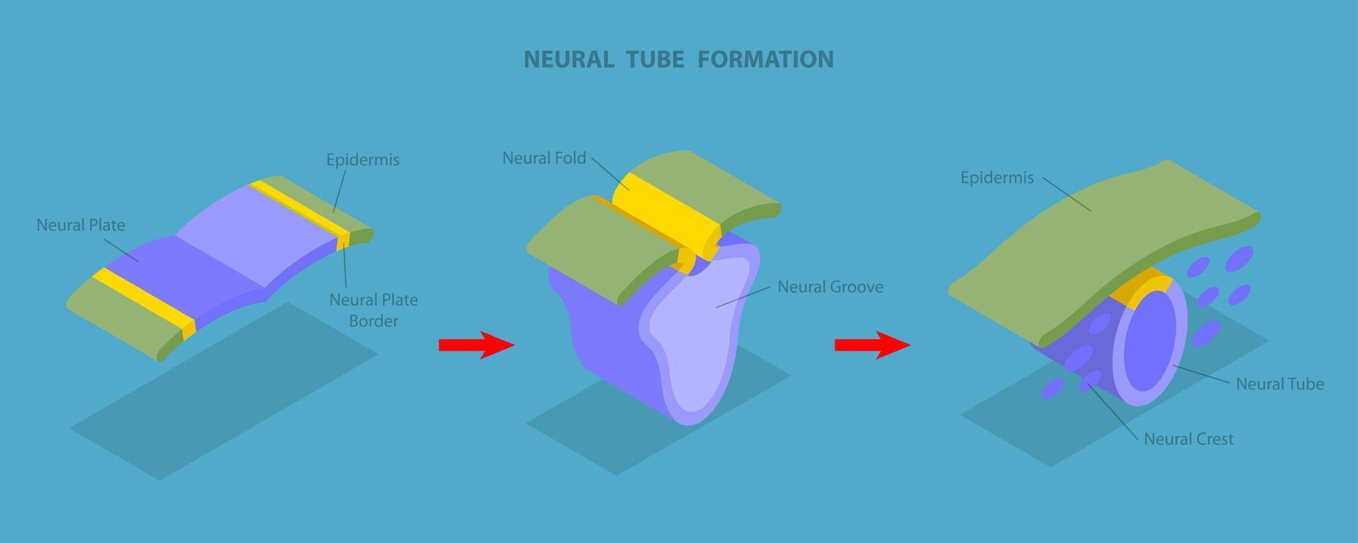 3D Isometric Flat Illustration of Neural Tube Formation, Anatomy of the Central Nervous System vector