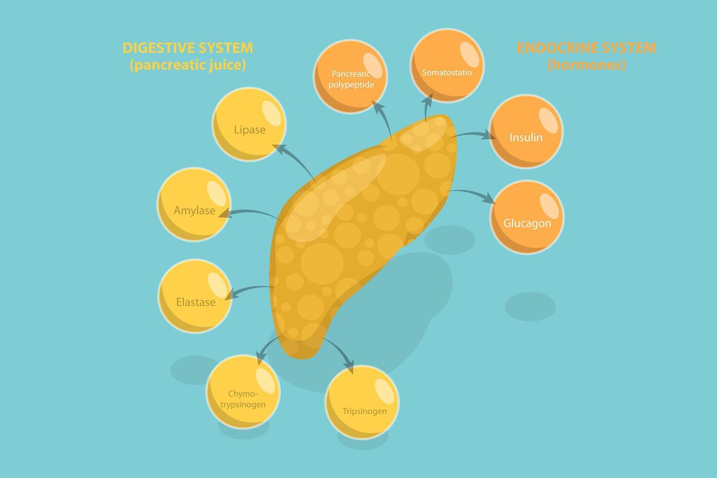 3D Isometric Flat Illustration of Pancreas Function, Digestive System vector