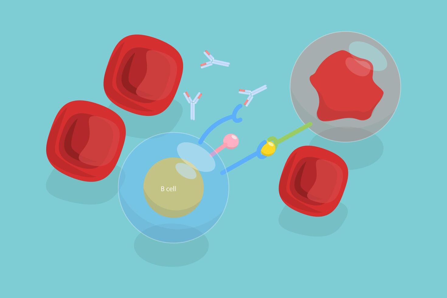 3D Isometric Flat Illustration of Cancer Therapy, Immunotherapy, Antibodies for Binding to Certain Cells or Proteins vector