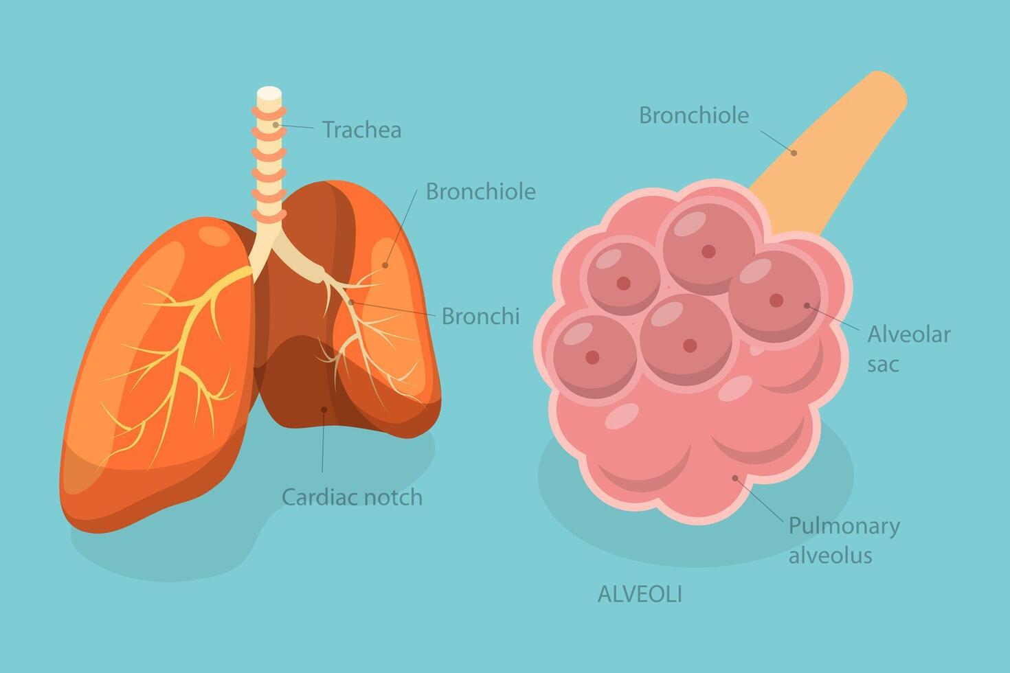 3D Isometric Flat Illustration of Pulmonary Alveolus, Gas Exchange in Lungs vector