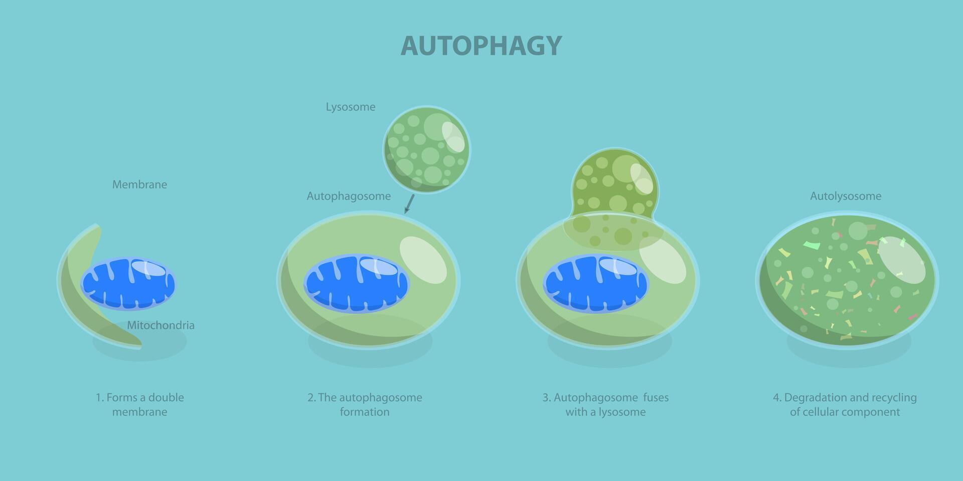 3D Isometric Flat Illustration of Autophagy, Diagram of the Process vector