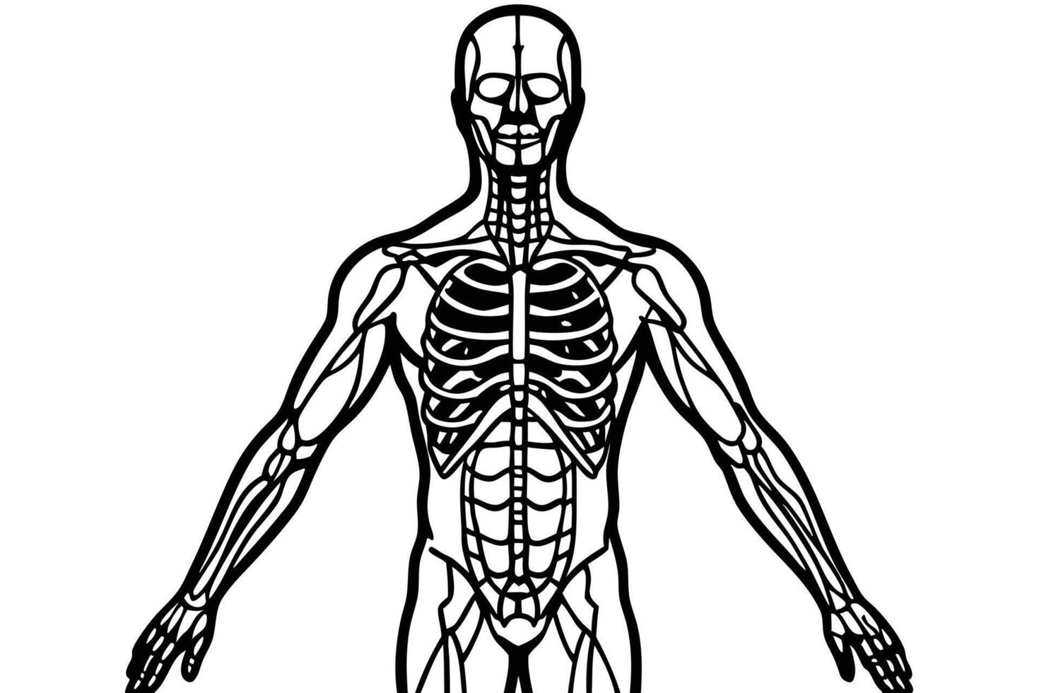 Human skeletal system is illustrated in black and white with a white background vector