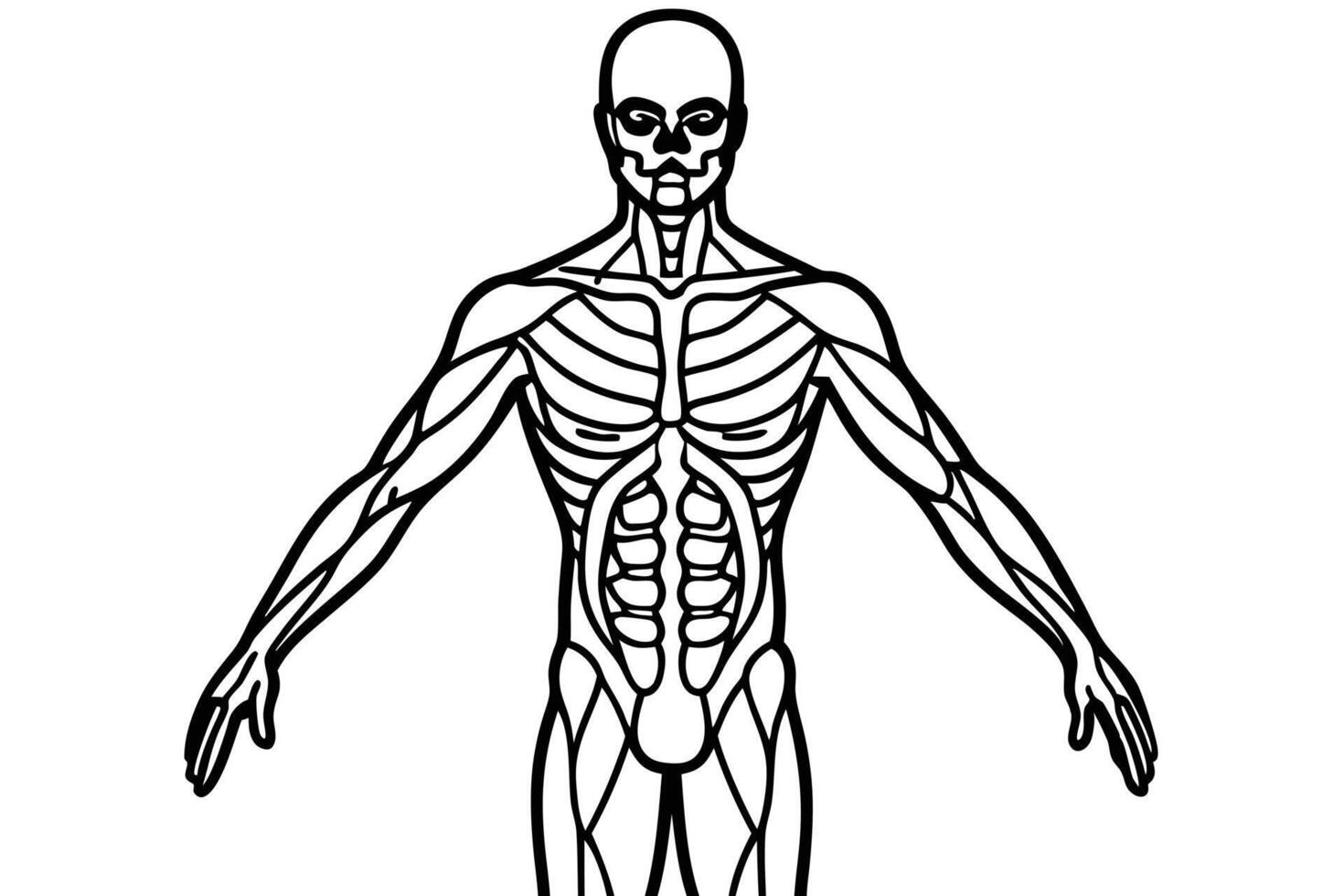 Skeleton outline shows full muscle structure with the arms spread on a white background vector