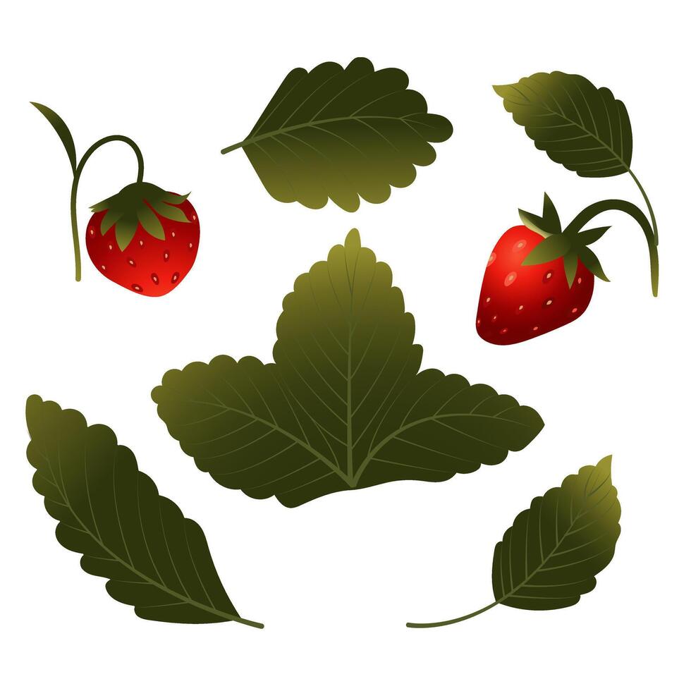 Set of strawberries with berries, leaves and flowers. illustration isolated on white background. vector