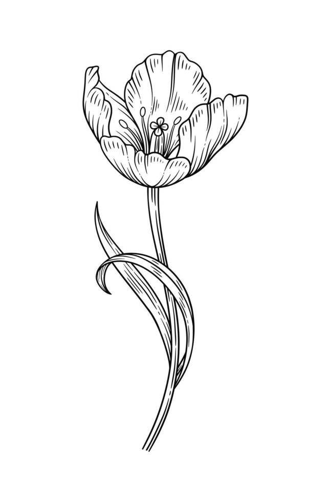 Tulip with leaves, black contour. Blooming flower in line art style. Beautiful spring decor, drawing. Sketch element for design, illustration vector