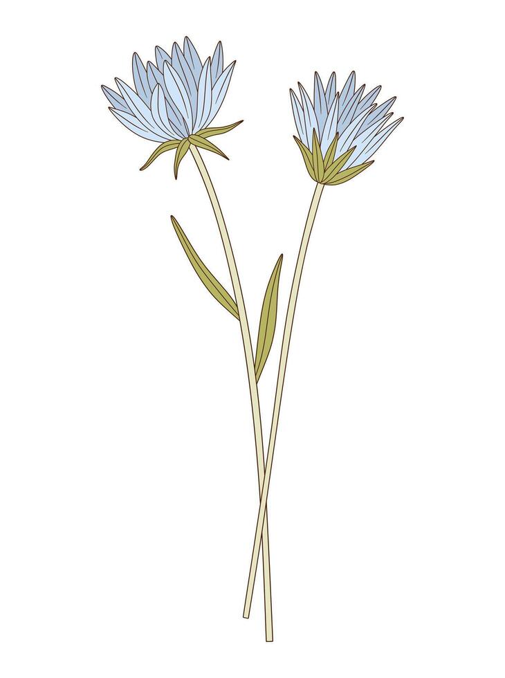 Bouquet of two flowers with leaves. Bright bunch of blooming perennial wild plants, blue wildflowers. Botanical hand drawn elements for design projects, illustration vector