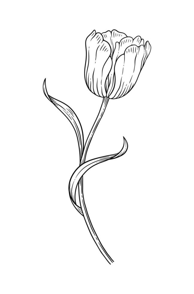 Tulip with leaves, graceful black thin line, blooming flower. Beautiful spring decor. Drawing element for design, illustration vector
