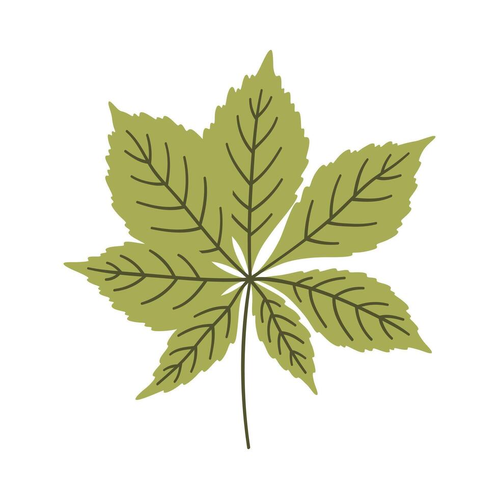 Chestnut leaf in light green color. One element isolated on white. Spring or summer background, illustration vector