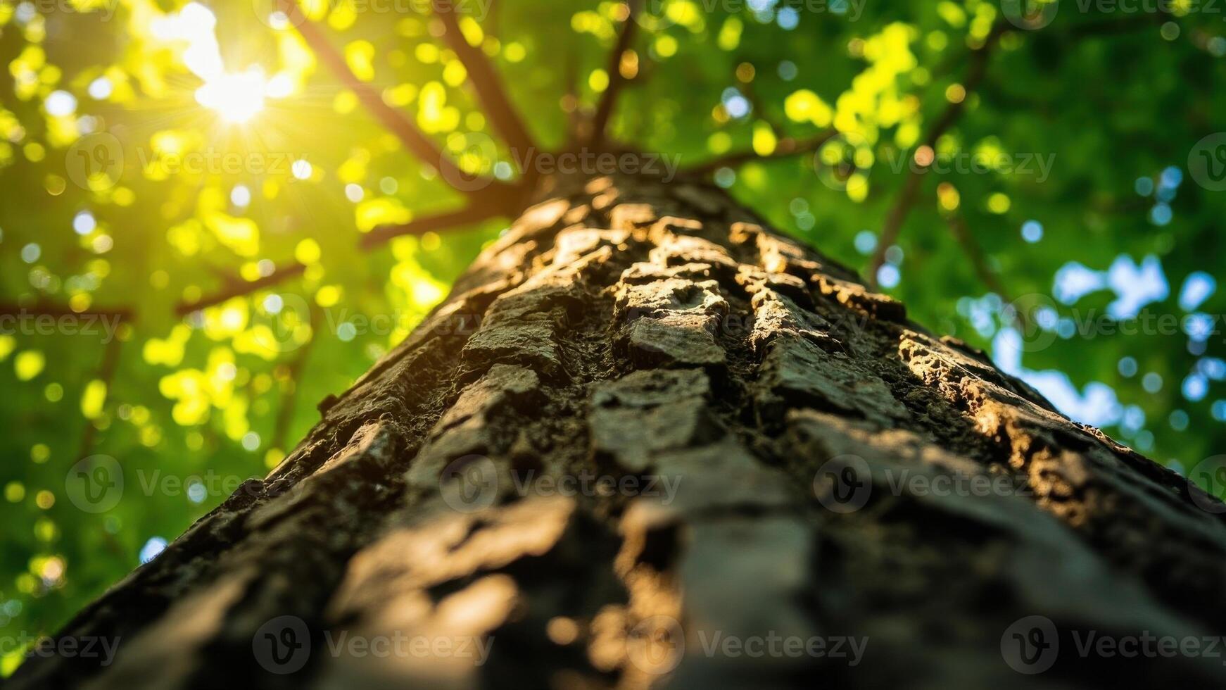 A towering tree trunk with deeply textured bark extends upward toward a canopy of lush green leaves. photo