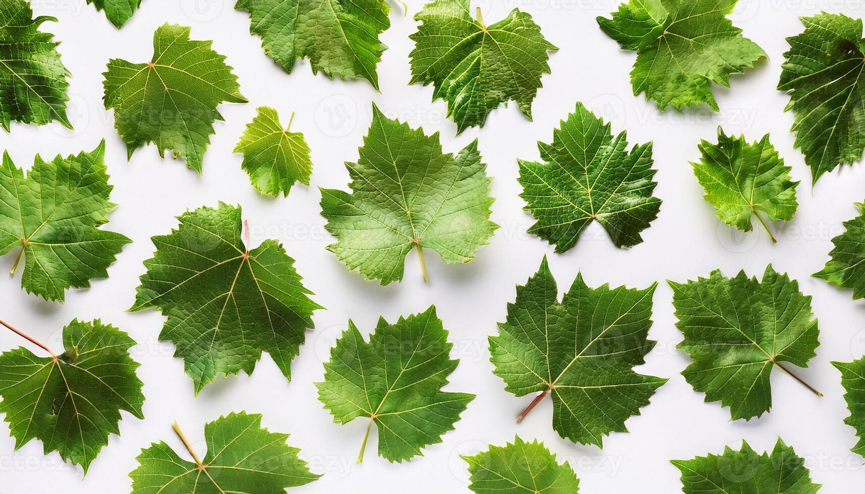 A group of green leaves arranged in a circle photo