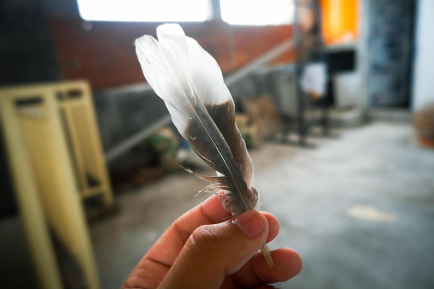 Feather on the hand photo