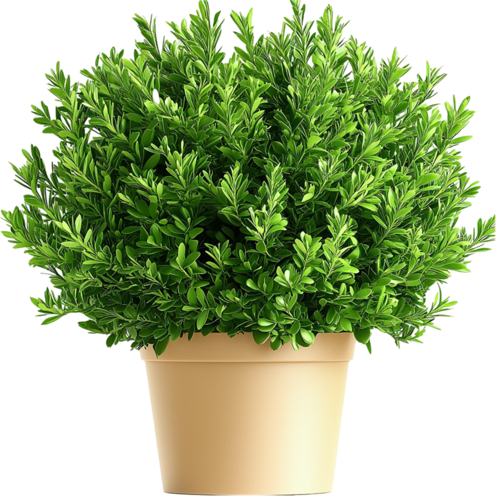 Small potted plant lush green leaves brings a touch On Transparent Background png