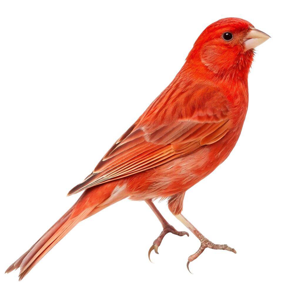 a red bird is standing on a white background photo