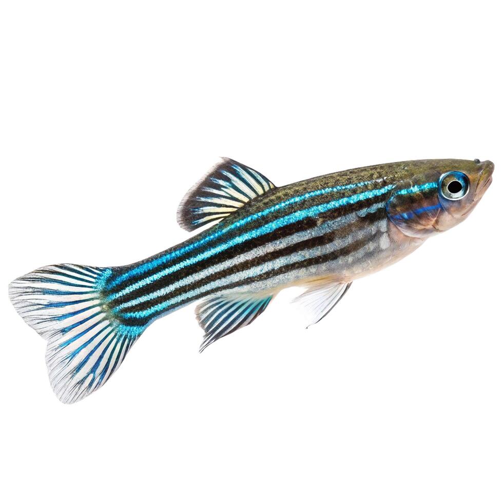 a zebra fish with blue stripes on its body photo