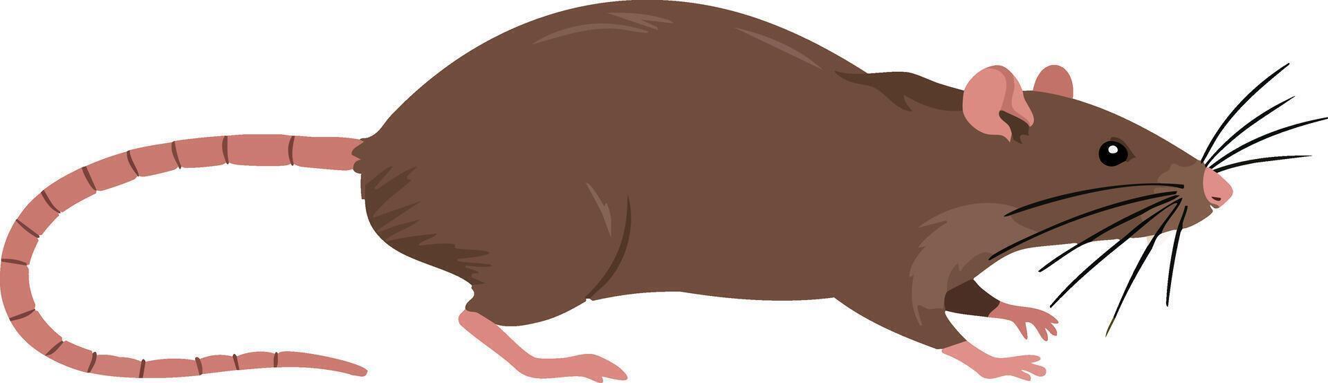 Brown rat illustration side view with pink tail and whiskers animal graphic vector