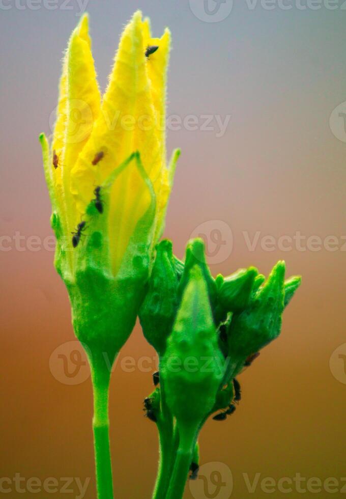 A close up of a flower with ants on it photo