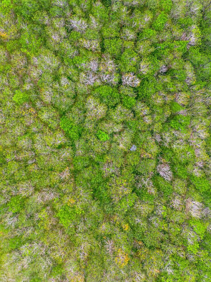 An aerial view of a forest with green trees photo