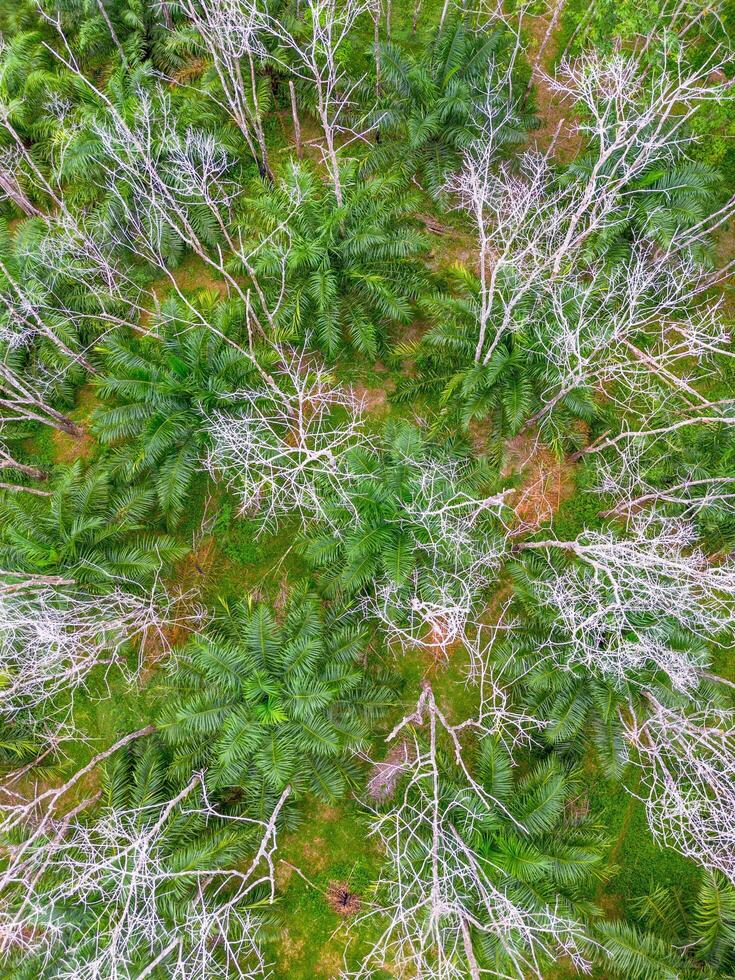 Aerial view of a forest with dead trees photo