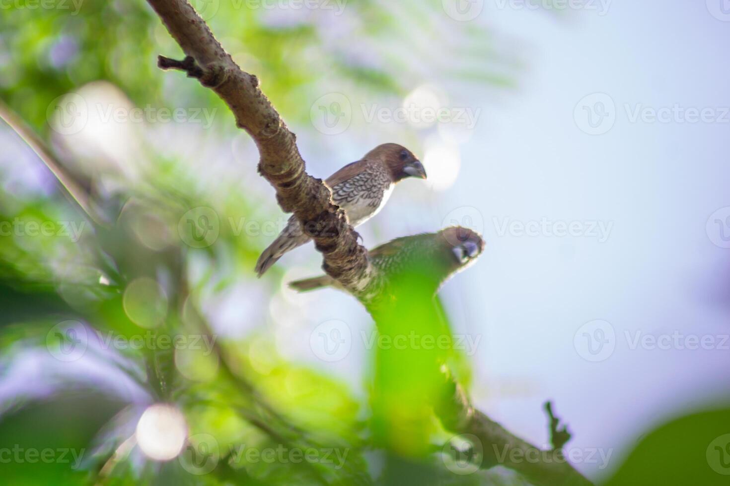 Two birds perched on a branch in the sun photo