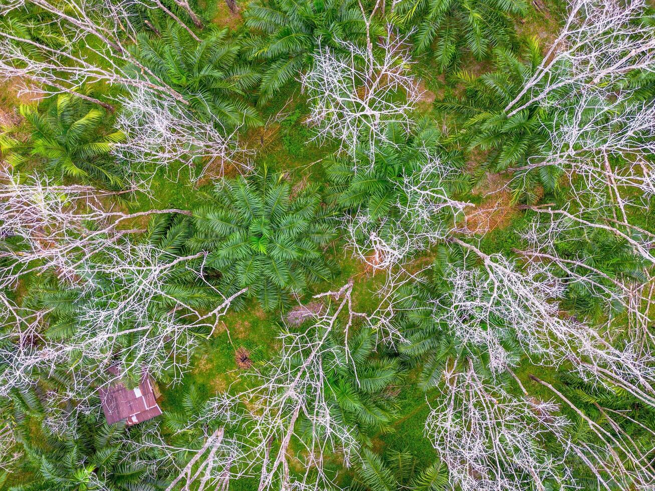 An aerial view of a forest with trees and grass photo
