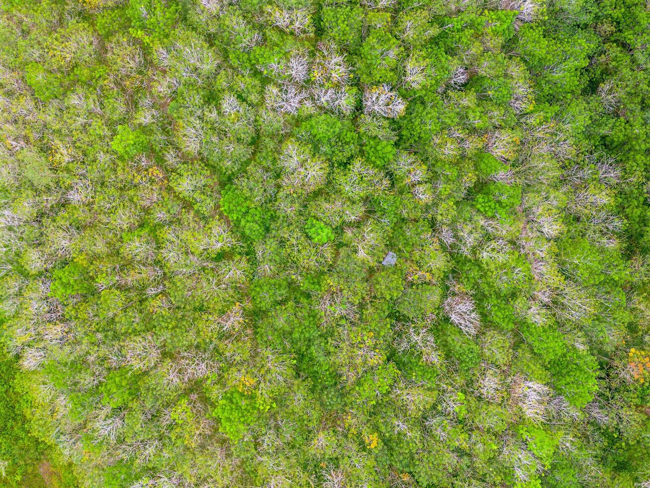 An aerial view of a green forest photo