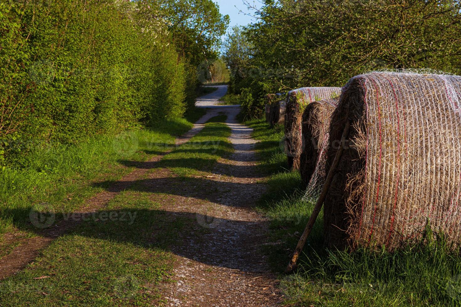 Rural countryside path with row of the hay bales, wrapped in plastic mesh. Green trees in spring light along a country path, 12 photo