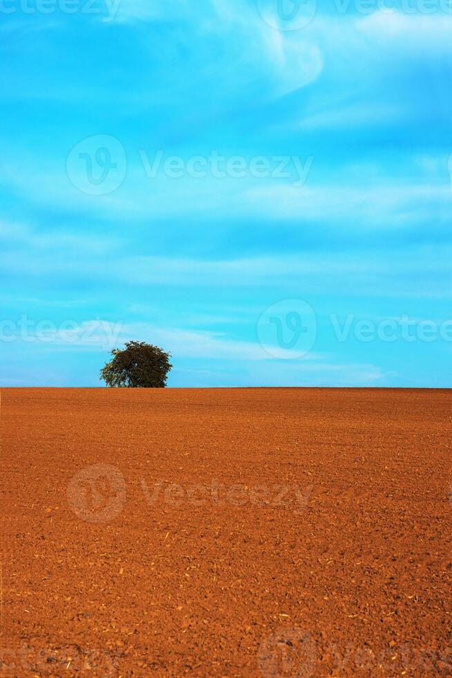 Lonely tree standing on the horizon of a freshly plowed agricultural field under a lightly clouded sky in the spring time 20 photo