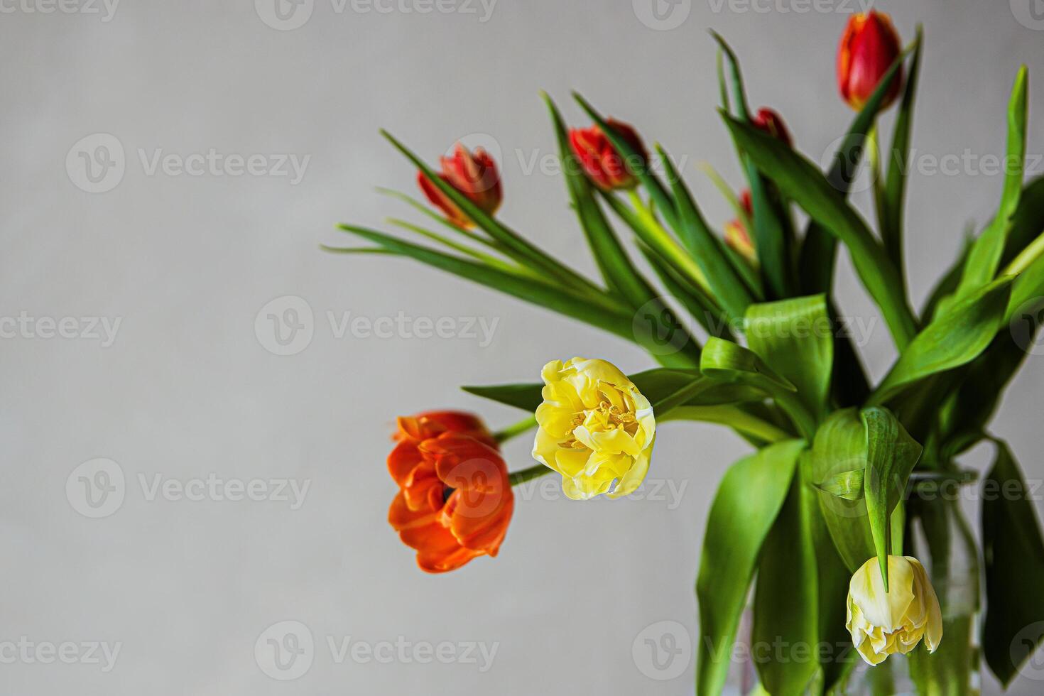 Bouquet of red and yellow tulips in clear glass vase against a neutral background. Shallow depth of field. Soft focus photo