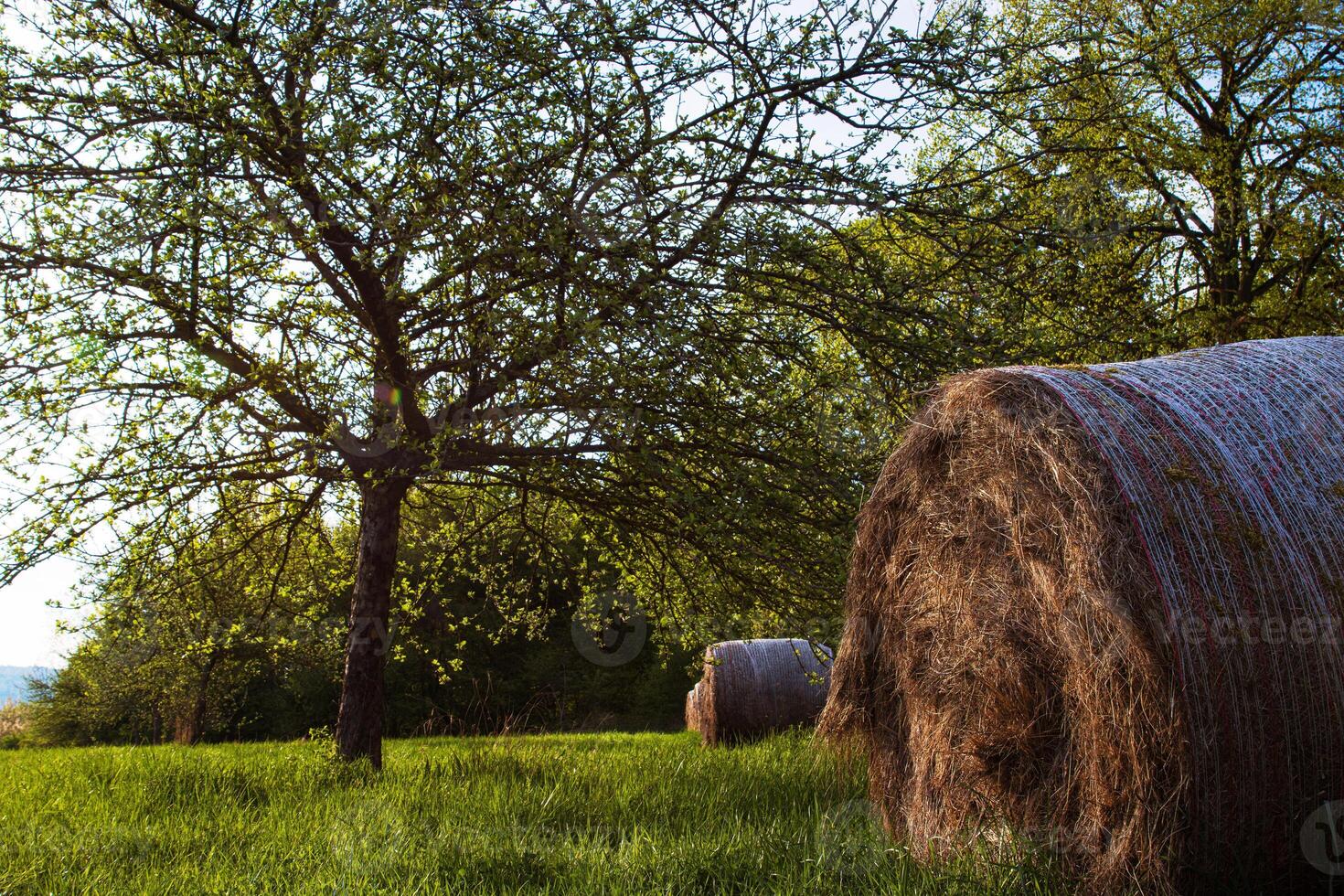 Row of the hay bales, wrapped in plastic mesh in the rural field with green grass and trees in spring sun light 23 photo