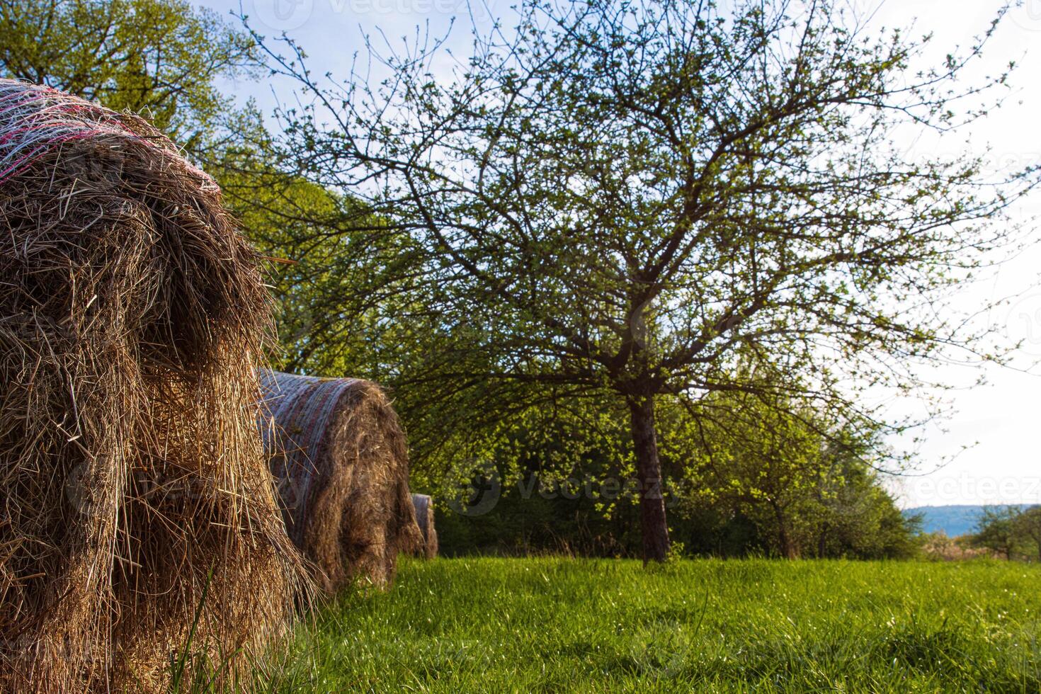 Row of the hay bales, wrapped in plastic mesh in the rural field with green grass and trees in spring sun light 03 photo
