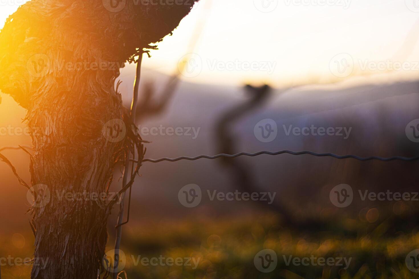Sunset over dormant vineyard in early spring at golden hour with leafless grapevines in warm sunset light. Selective focus 07 photo