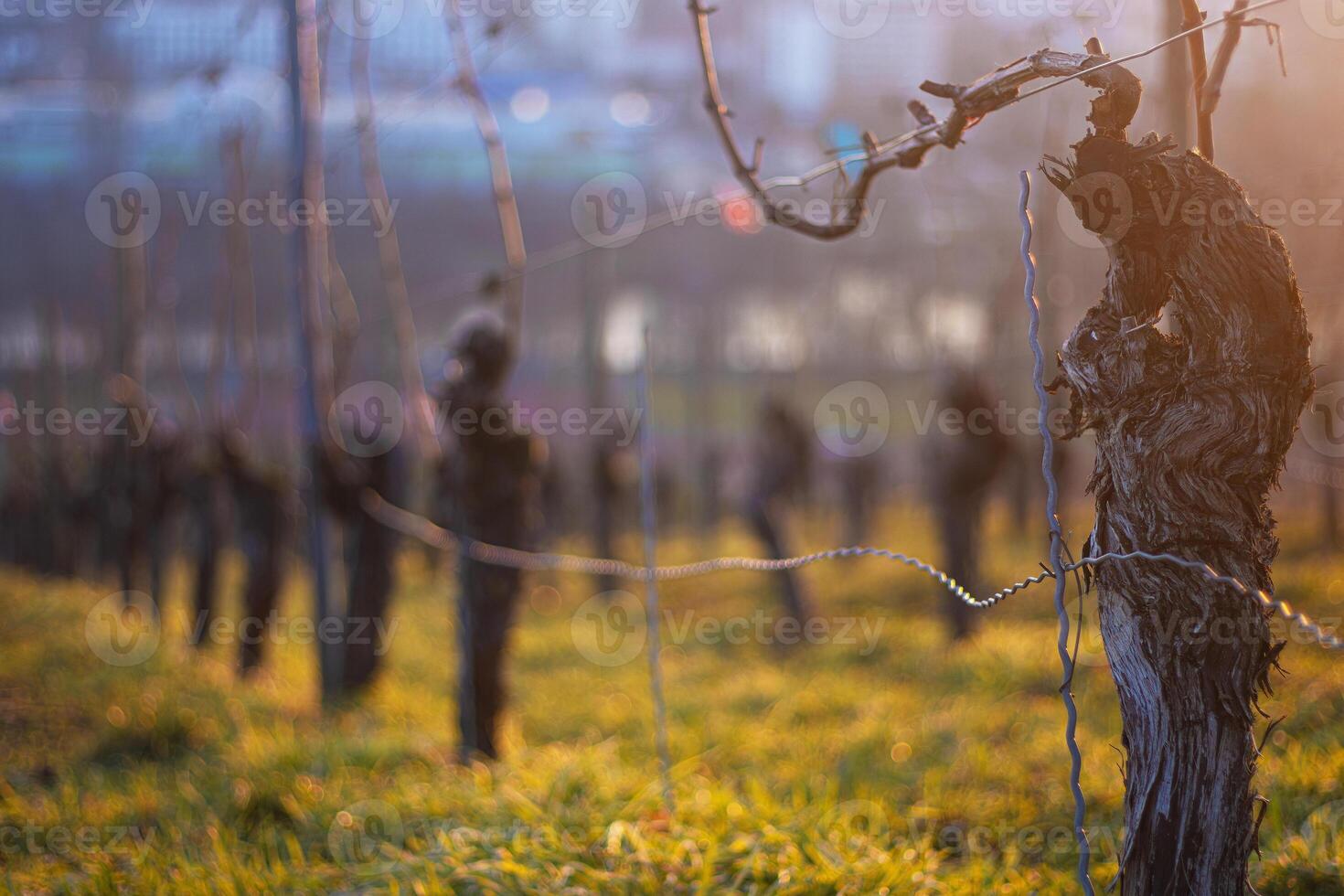 Sunset over dormant vineyard in early spring at golden hour with leafless grapevines in warm sunset light. Selective focus 02 photo