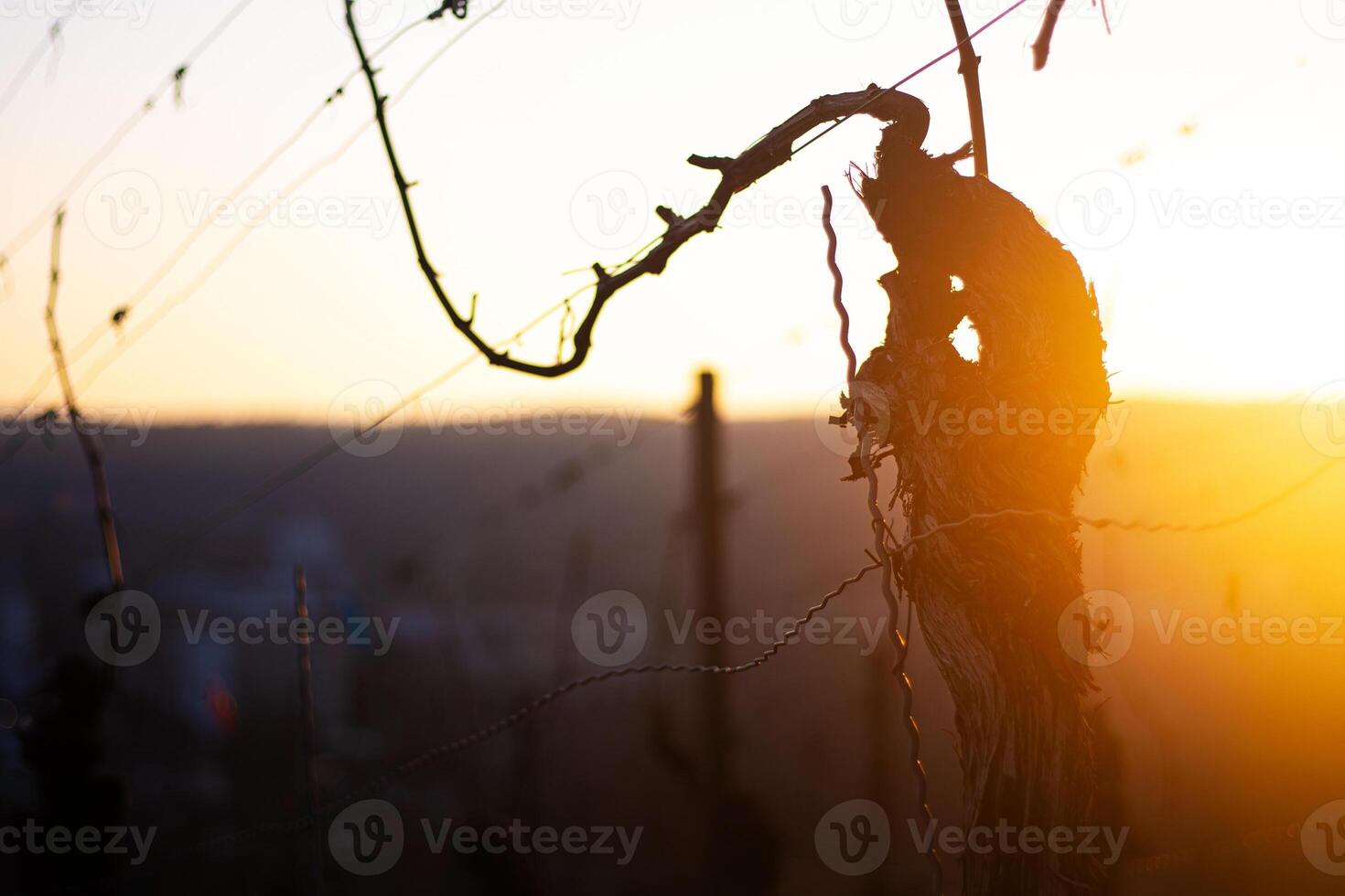 Sunset over dormant vineyard in early spring at golden hour with leafless grapevines in warm sunset light. Selective focus 18 photo