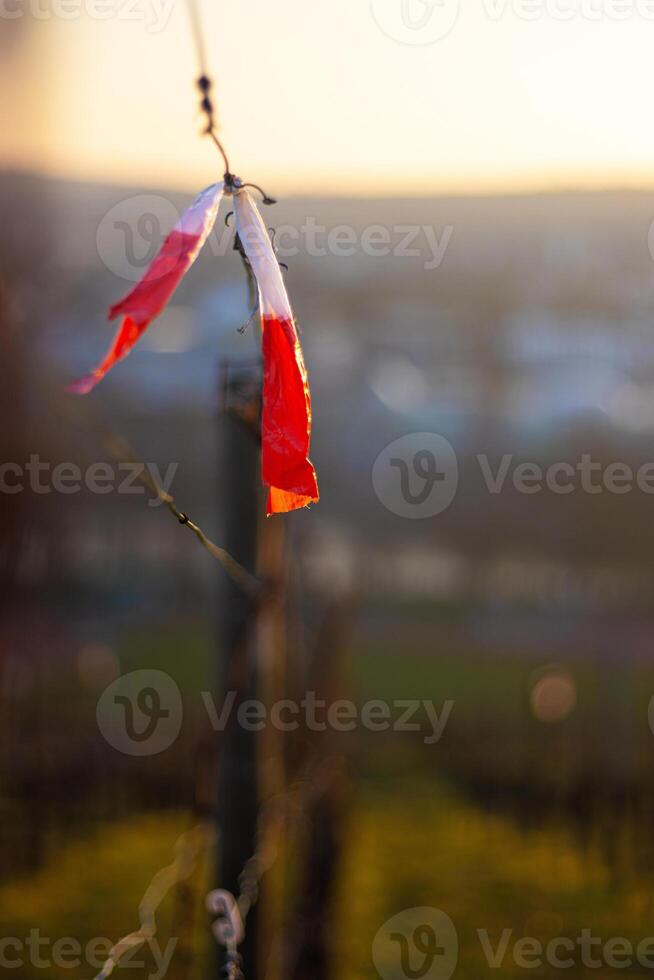 Closeup of a vineyard wire with a red white marker ribbon fluttering in the early spring breeze. Blurred vine rows in the background. Selective focus 08 photo